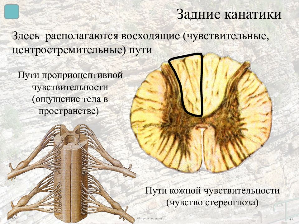 Канатики мозга. Задние канатики спинного мозга. Передний канатик спинного мозга. Боковой канатик спинного мозга. Рога и канатики спинного мозга.