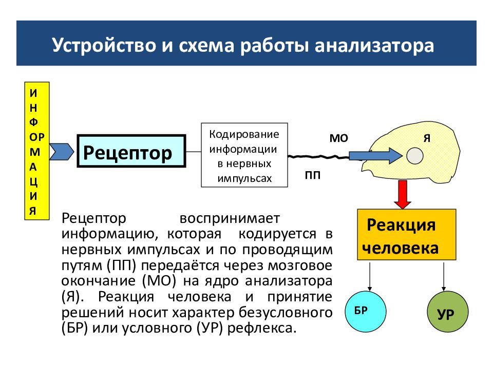 Анализатор текста