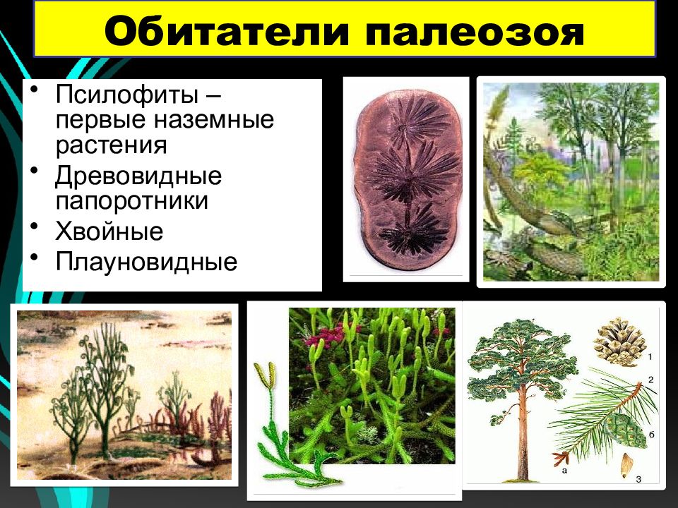 В каком периоде жили древовидные растения. Псилофиты палеозой. Риниевые псилофиты. Псилофиты первые наземные растения. Псилофиты Эра.