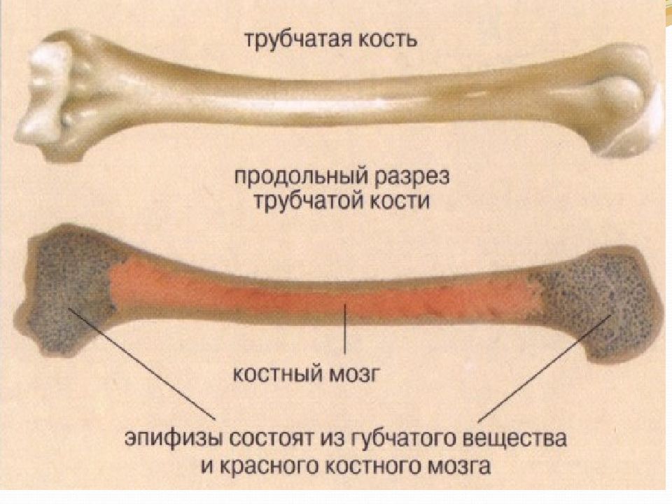 Какие свойства костей