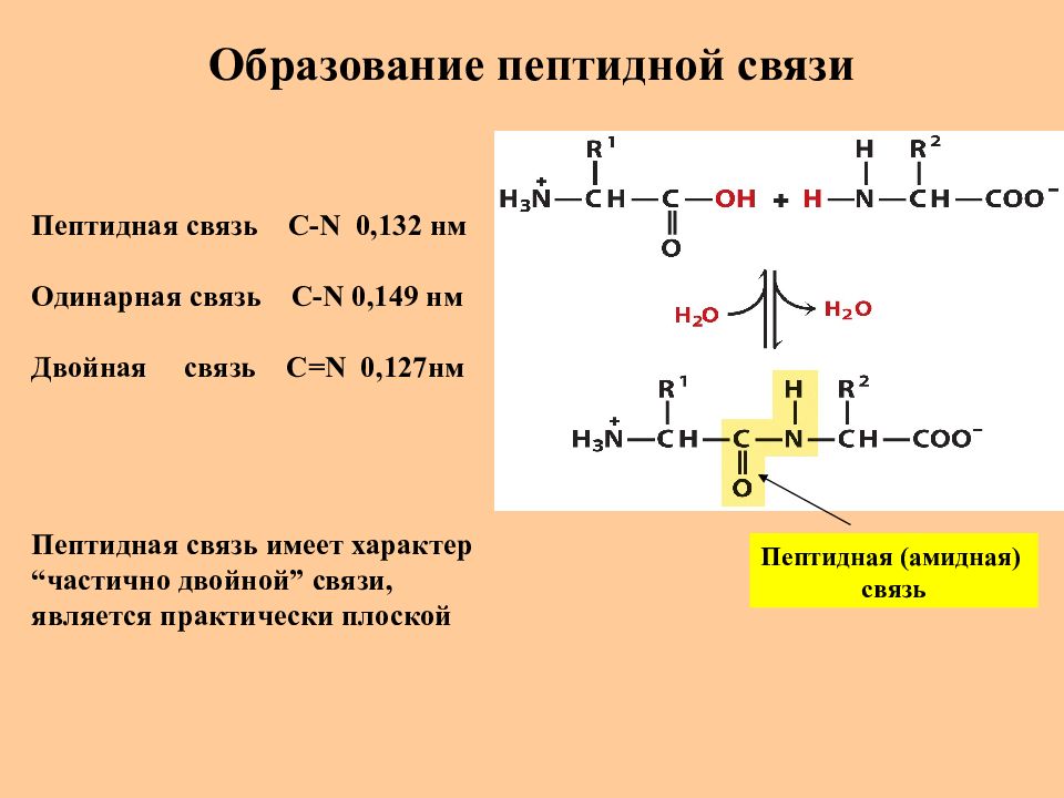 Выберите изображение пептидной связи