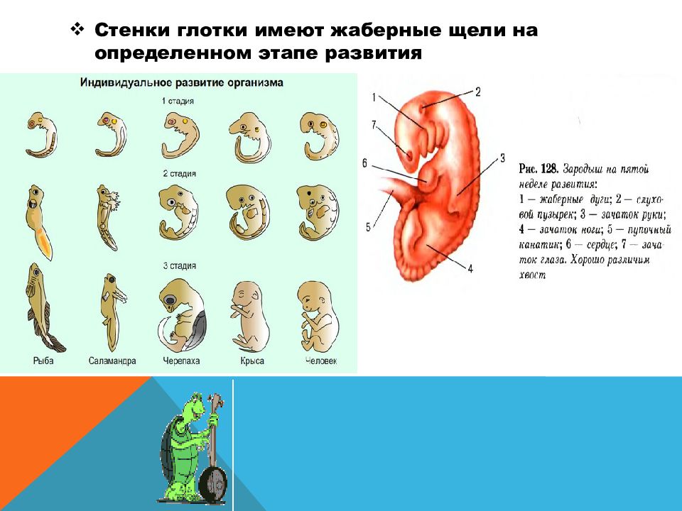 На определенном этапе. Жаберные щели в стенке глотки зародыша. Жаберные щели в глотке у зародышей. На зародышевой стадии на глотки жаберные щели. Жаберные щели у зародыша хордовых.