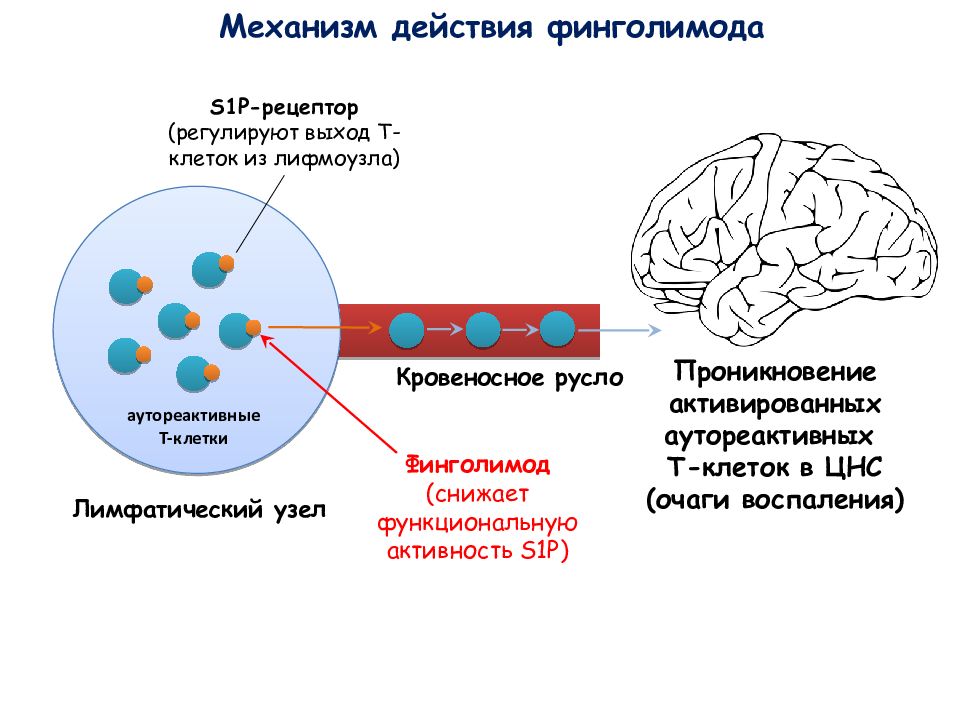 Как действует п. Механизм проникновения коронавируса в клетку. Механизм проникновения коронавируса. Сфинголимод и механизм действия. Проникновение вируса в ЦНС.