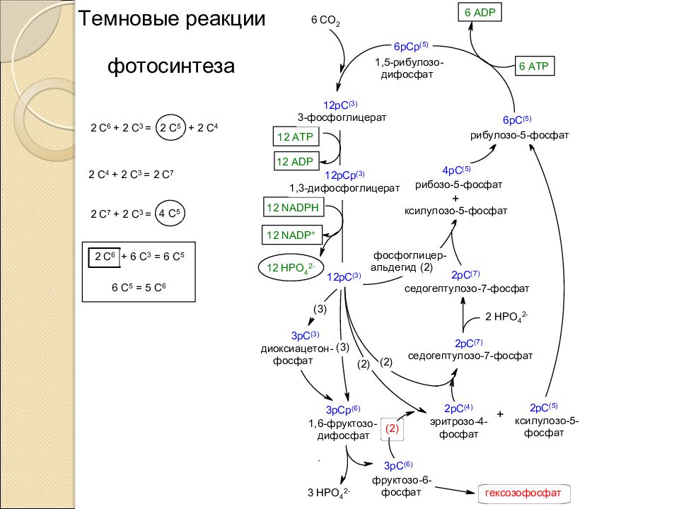 Фотосинтез биохимия презентация