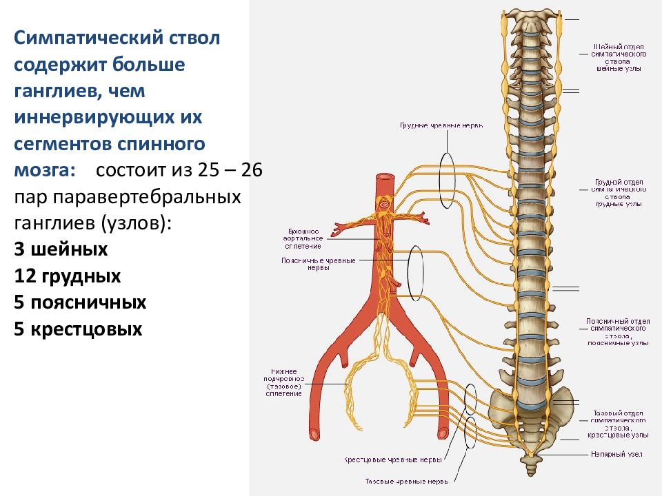 Ветви шейного отдела симпатического ствола