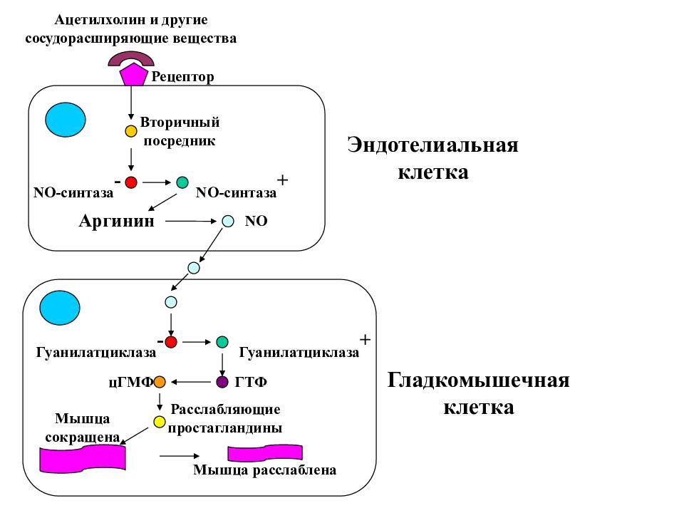 Ацетилхолин что это такое. Гуанилатциклазная система биохимия схема. Гуанилатциклазный механизм передачи сигнала. Гуанилатциклазный механизм действия гормонов. Система гуанилатциклаза-ЦГМФ.