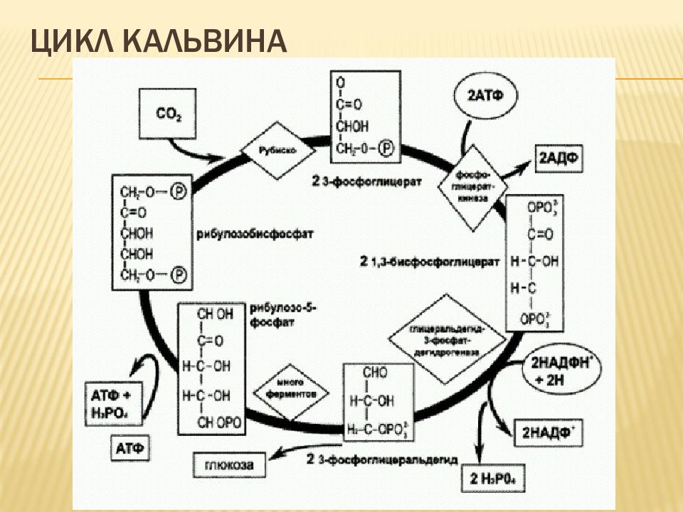 Картинка цикл кальвина