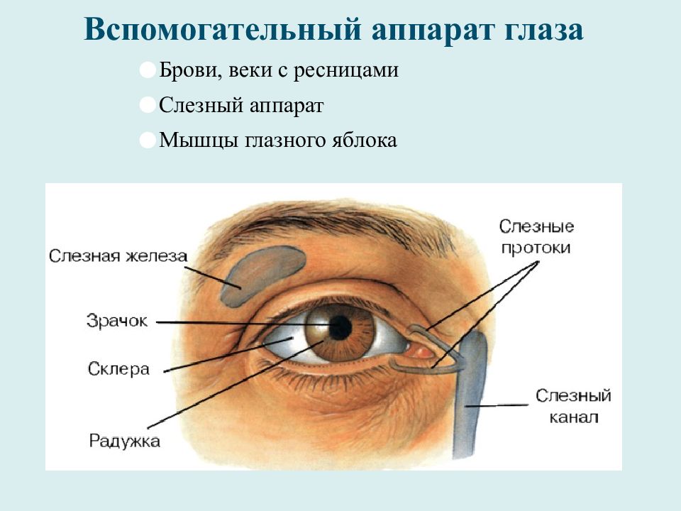 Строение вспомогательного аппарата глаза презентация