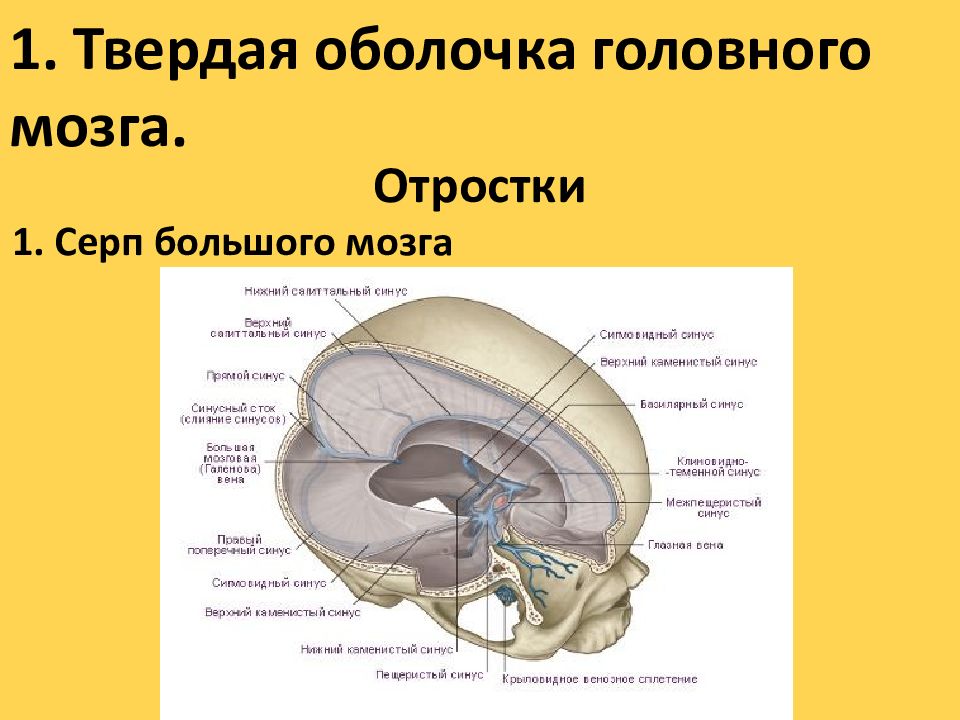 Твердая мозговая оболочка намет мозжечка. Отростки твердой мозговой оболочки. Серп большого мозга и намет мозжечка. Намет мозжечка анатомия.