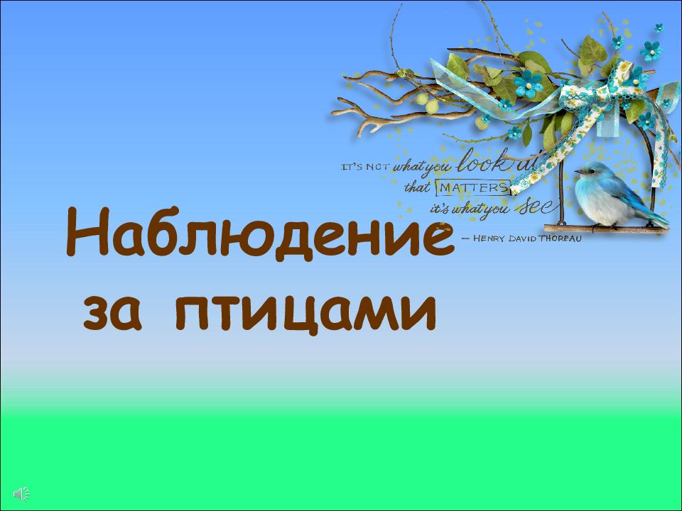 Наблюдение за птицами