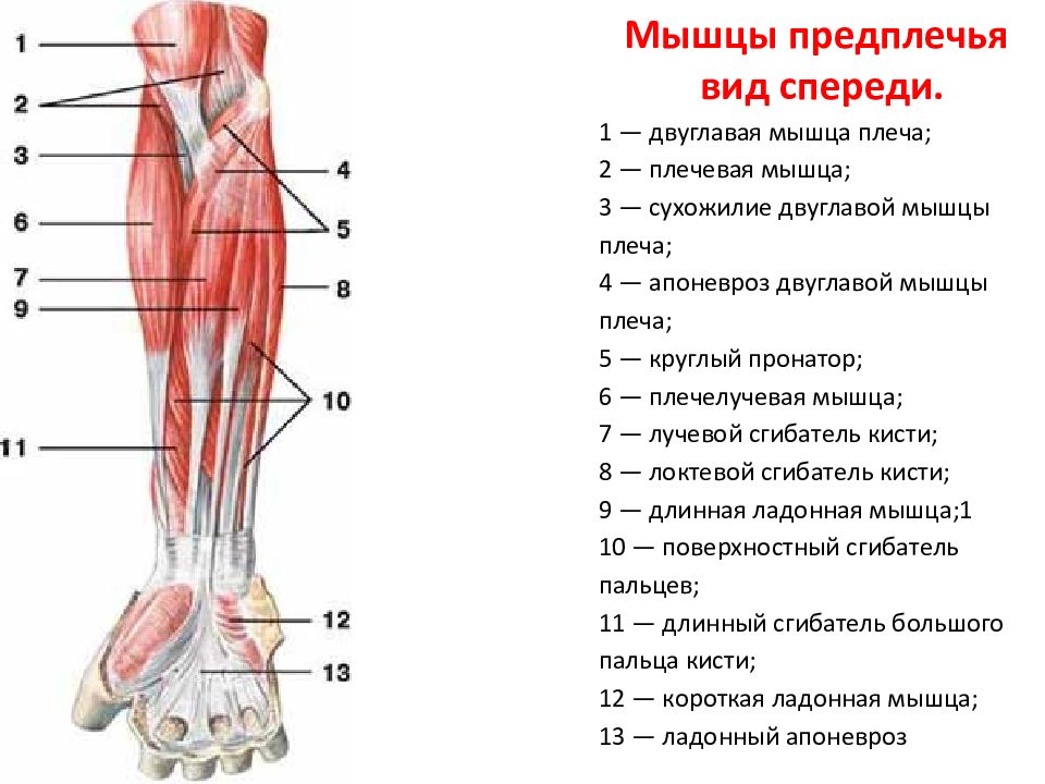 Мышцы предплечья картинки