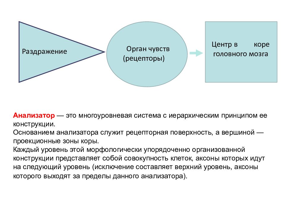 Анализатор это. Анализатор. Синтетическая деятельность мозга это. Анализаторы Информатика. Единство аналитической и синтетической деятельности мозга.