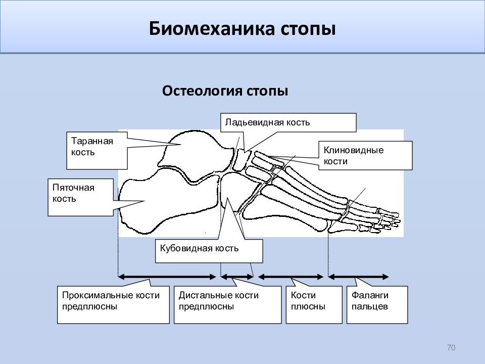 Движение стопы. Биомеханика таранно ладьевидного сустава. Биомеханика стопы. Биомеханика движений стопы. Биомеханика стопы человека.