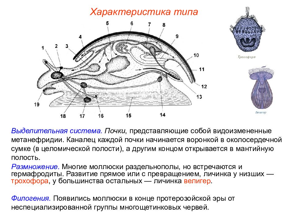 Выделение моллюсков. Выделительная система моллюсков. Тип моллюски выделительная система. Брюхоногие моллюски выделительная система. Выделительная система брюхоногих и двустворчатых.