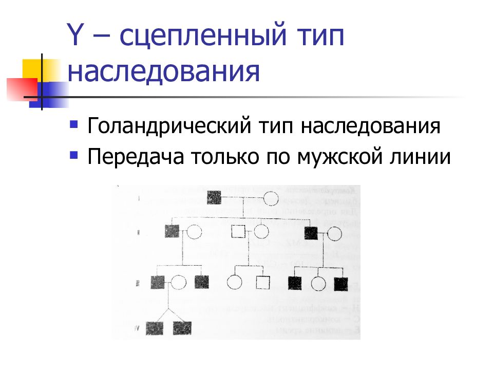 Голандрическое наследование задачи егэ. Голандрический Тип наследования Тип. Y сцепленный Тип наследования. У – сцепленный (голандрический) Тип наследования. Тип наследования нейрофиброматоза.