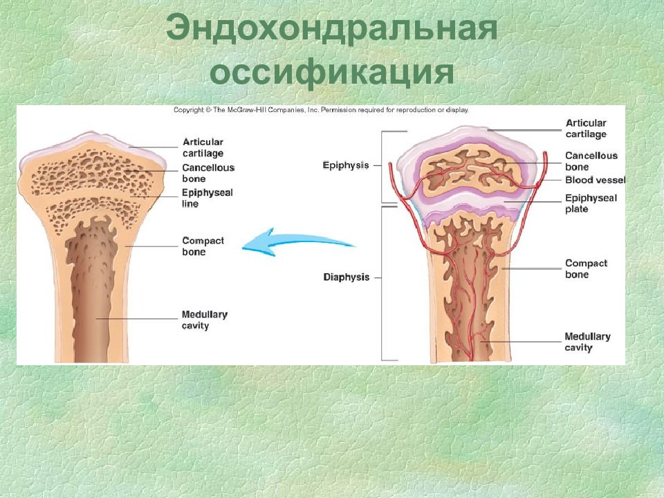 Пороки развития опорно двигательного аппарата презентация