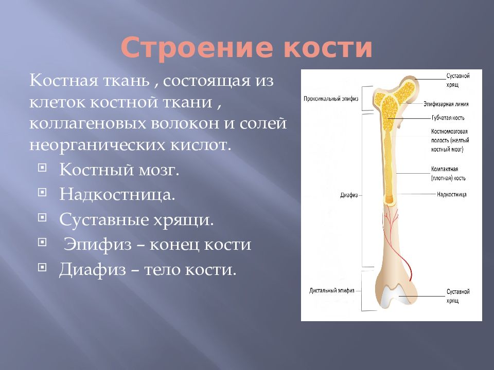 Из чего состоит кость