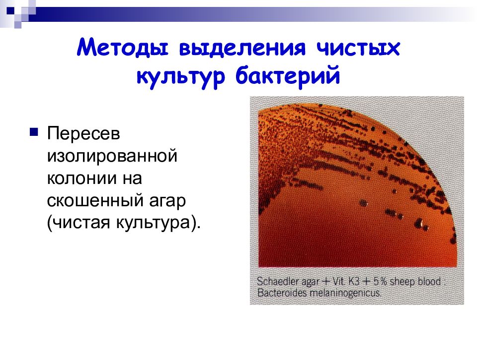 Чистая культура микроорганизмов это. Выделение чистой культуры. Методы выделения чистых культур микроорганизмов. Методы пересева бактериальных культур. Выделение чистой культуры на скошенный агар.