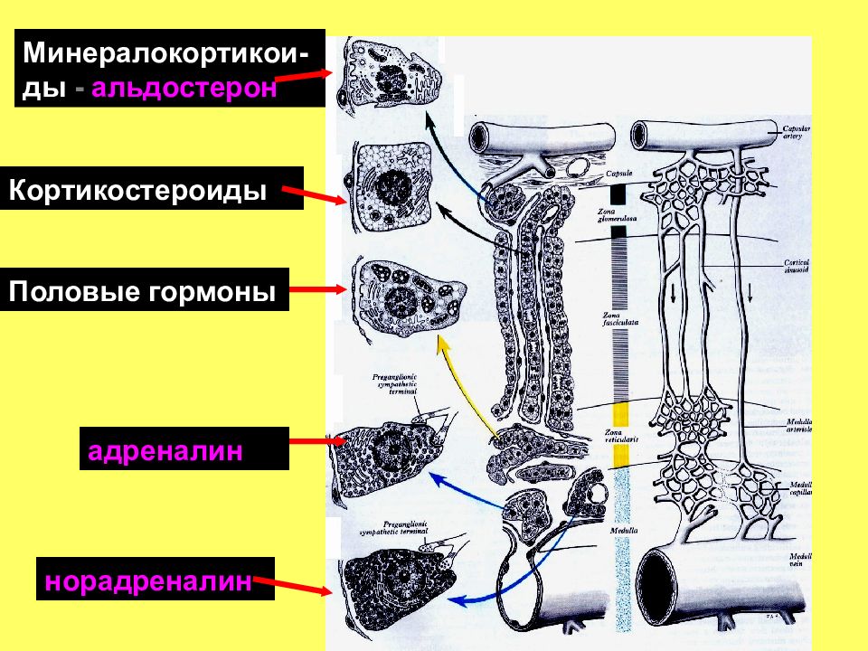 Эндокринная система адреналин. Кортикостероиды эндокринная система. Кортикостероиды половые. Альдостерон и адреналин. Половые гормоны адреналин и норадреналин.