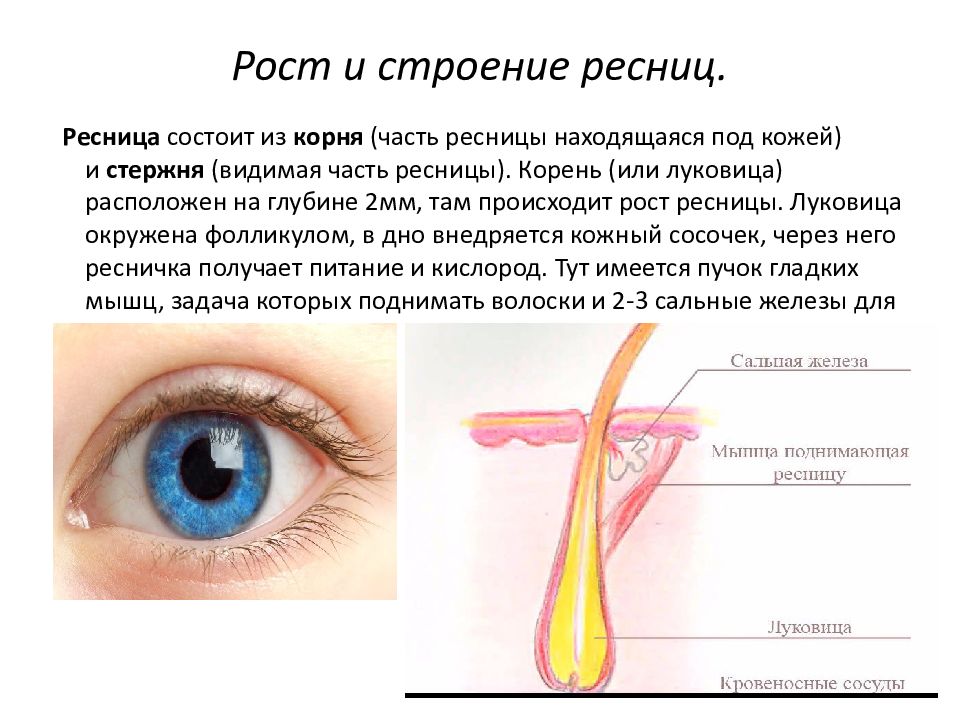 Строение ресницы картинка