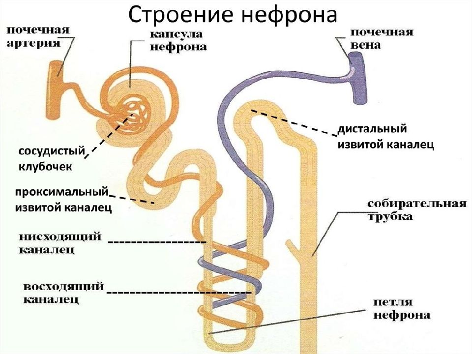 Строение нефрона схема без подписей