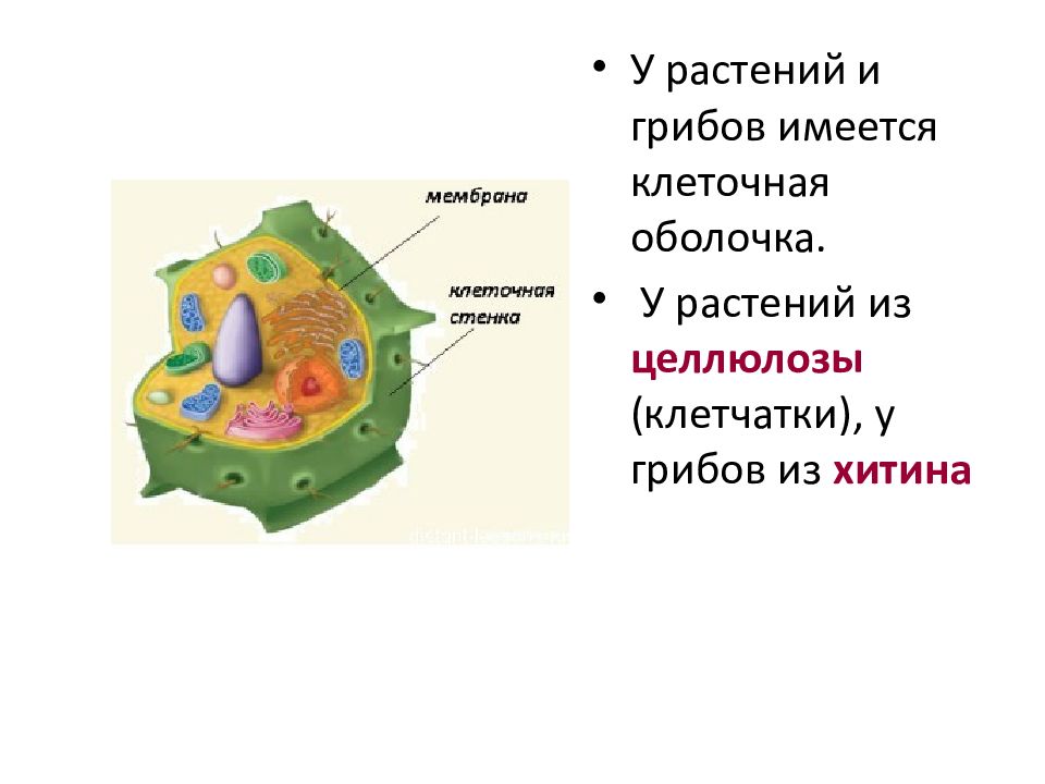 Растительная клетка хитин. Мембрана растительной клетки. Клеточная оболочка из хитина. Клеточная оболочка у растений и животных. Оболочка растительной клетки.
