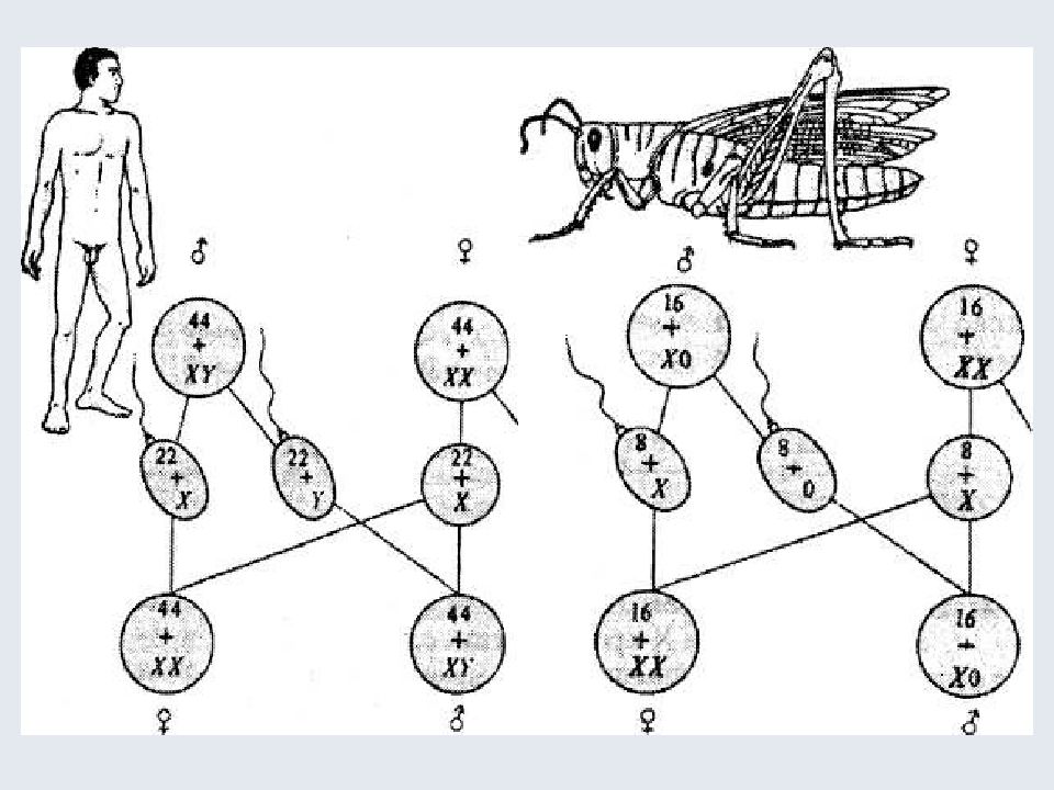 Генетика пола схема