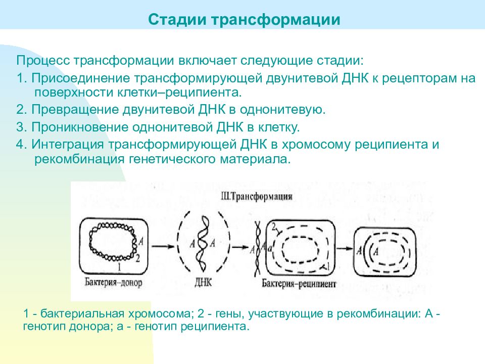 Превращение клетки. Механизм трансформации у бактерий. Механизм трансформации микробиология. Этапы трансформации микробиология. Процесс трансформации у бактерий.