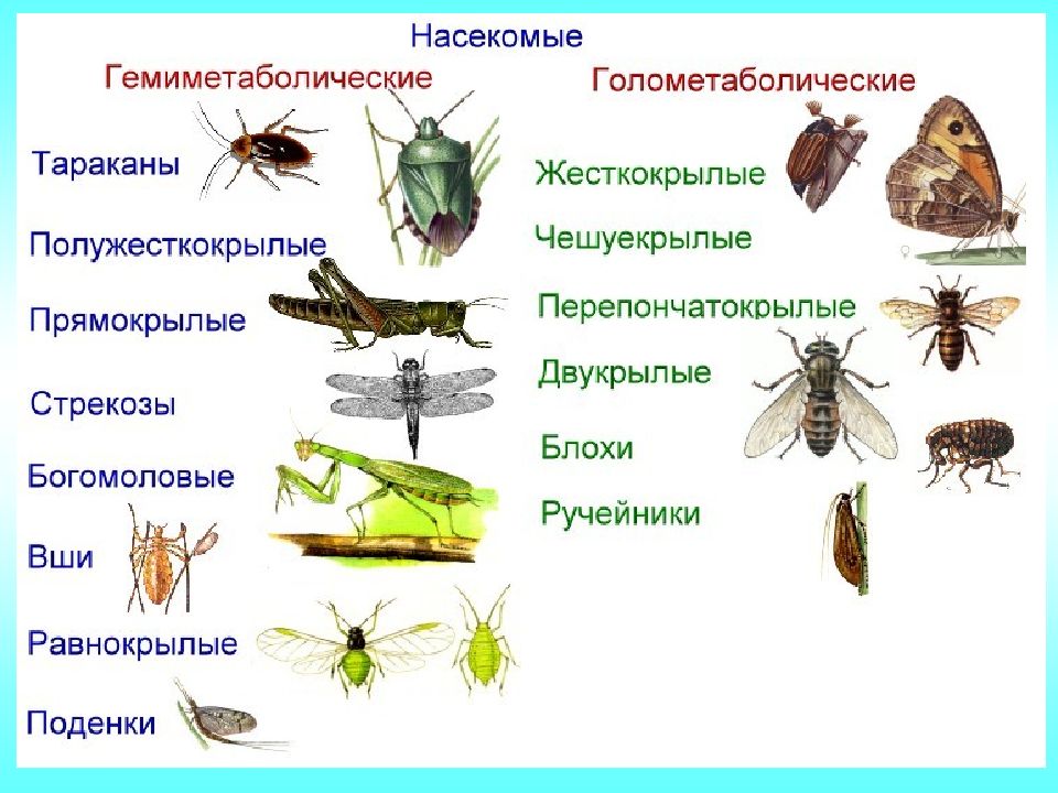 Презентация на тему развитие насекомых