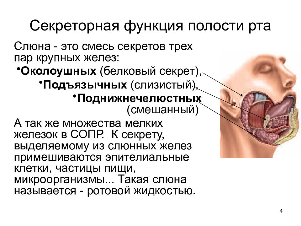 Пищеварение в ротовой полости презентация