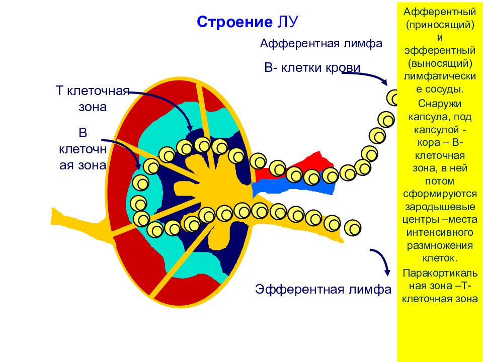 Клеточная зона. Афферентные лимфатические сосуды. Афферентные клетки. Афферентные и эфферентные сосуды. Эфферентные лимфатические сосуды это.