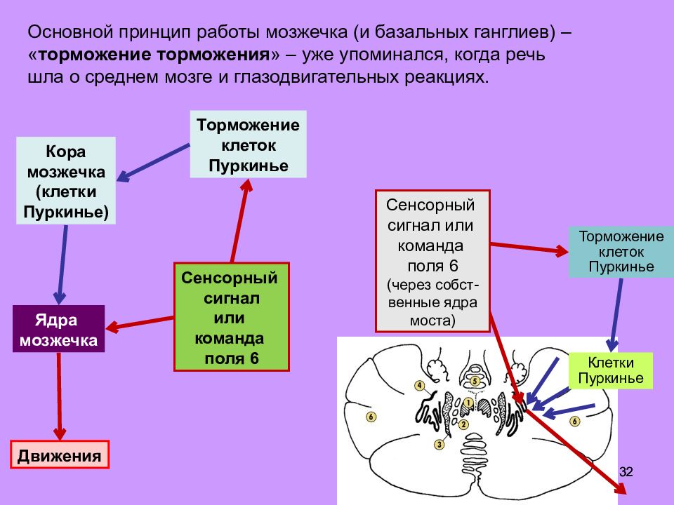 Патофизиология нервной системы. Функции мозжечка и базальных ганглиев. Физиология тормозные клетки. Двигательные рефлексы базальных ганглиев. Базальные ганглии торможение агрессии.