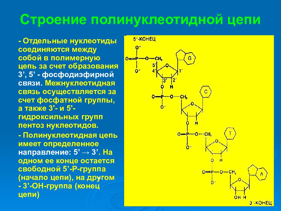 Молекула рнк представлена. Структура полинуклеотидной цепи. Строение нуклеотидов и полинуклеотидов. Строение полинуклеотидной цепи. Строение полинуклеотидной цепи РНК.