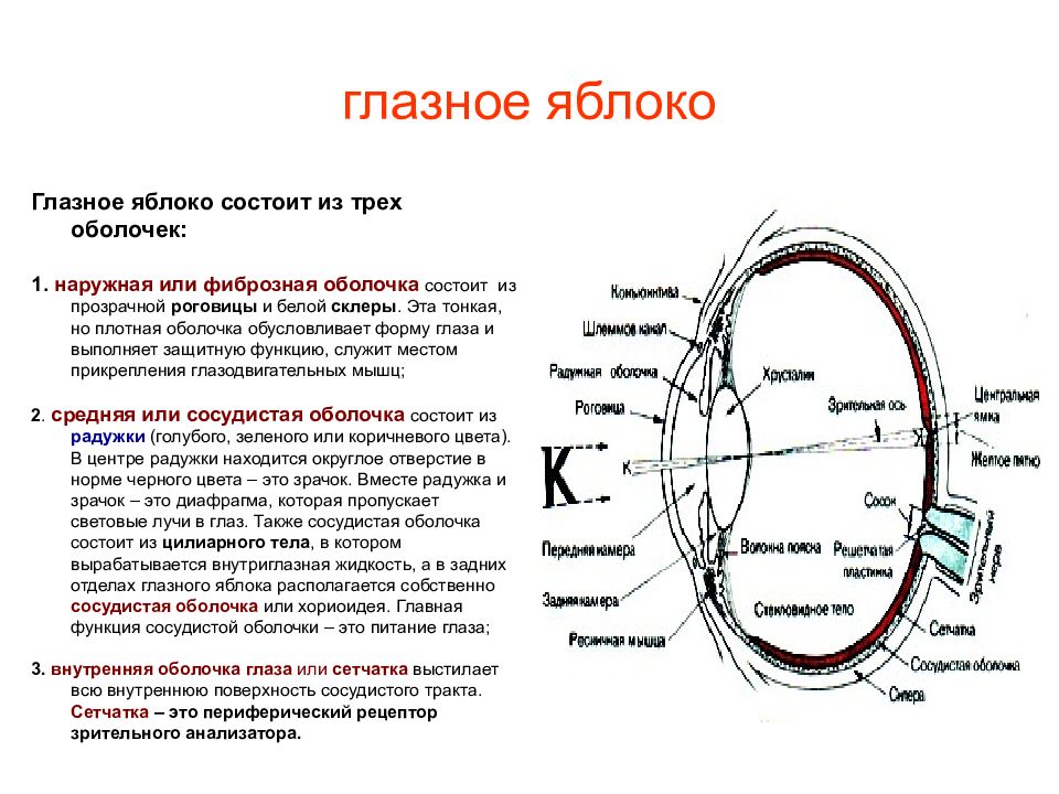 Какой цифрой на рисунке обозначена структура органа зрения выполняющая функцию аккомодации