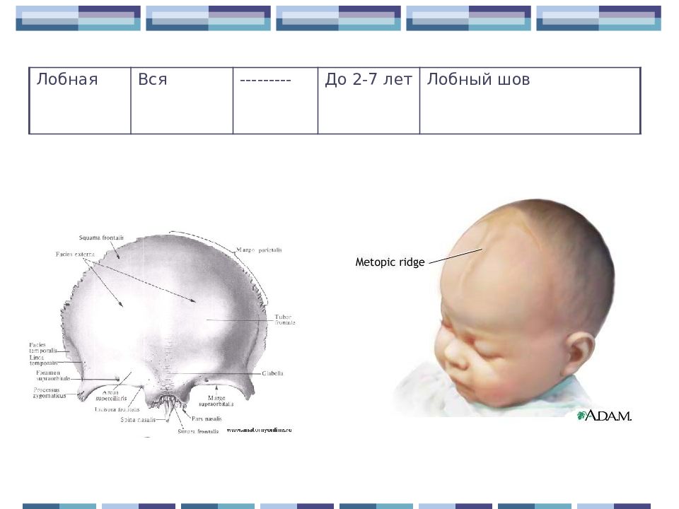 Норма головы у новорожденных. Лобные кости черепа у новорожденного ребенка. Формы черепных швов у грудничка. Метопический шов лобной кости у ребенка. Лобная кость у ребенка 1 год.