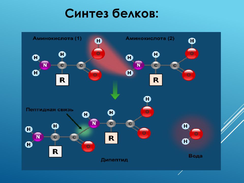 Синтез белка из аминокислот. Синтез белков из аминокислот. Искусственный Синтез белка. Искусственный Синтез белка схема.