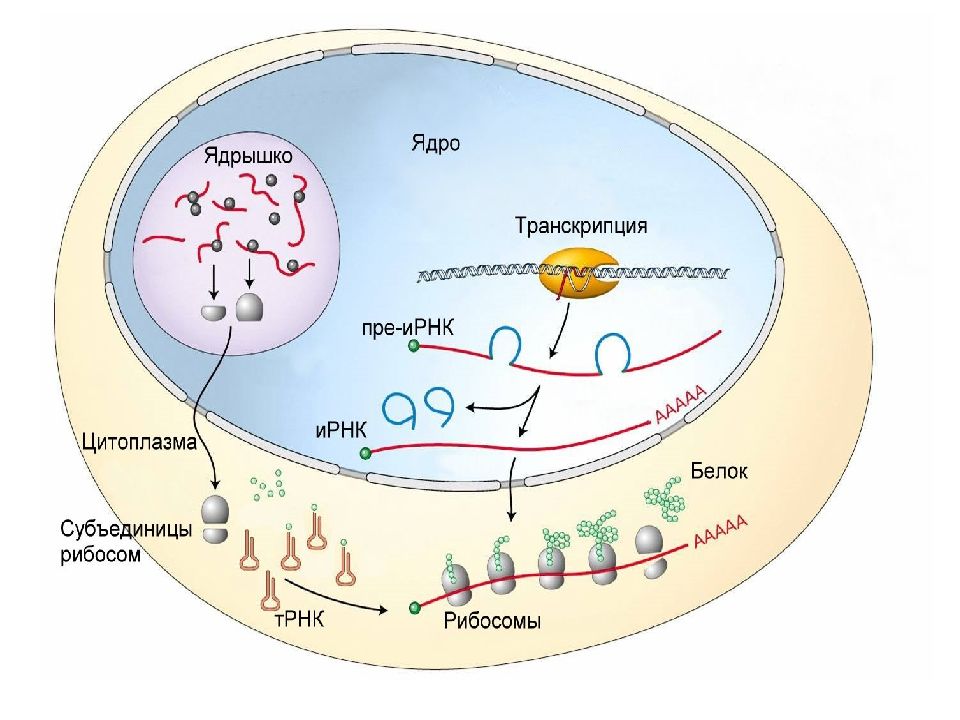 Схема синтеза белка в рибосоме