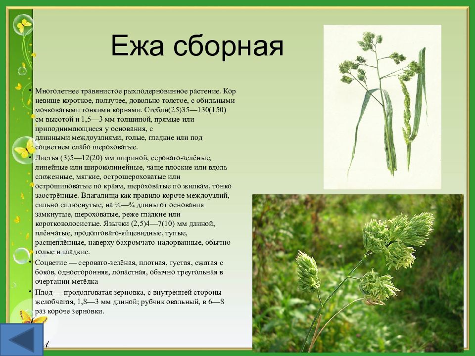 Как выглядит растение ежесборное
