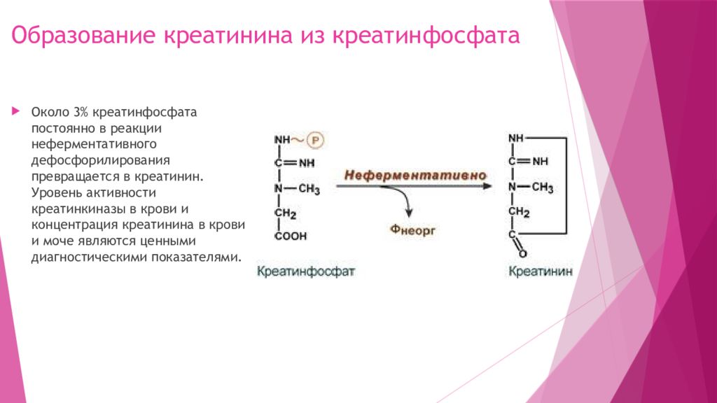 Схема образования креатинина