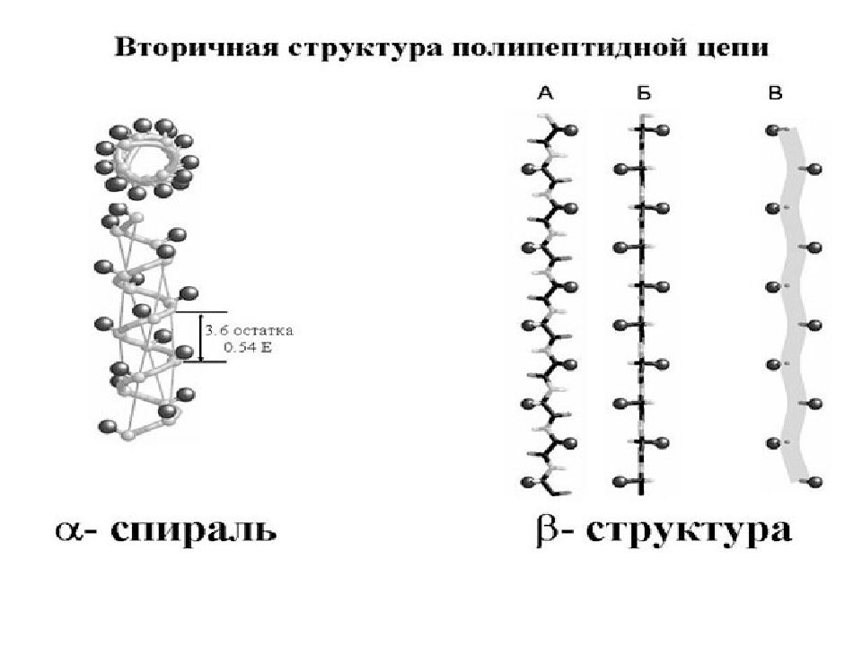 Полипептидная цепь. Вторичная структура полипептидной цепи. Структура полипептидной цепи. Строение полипептидной цепи. B структура полипептидной цепи.