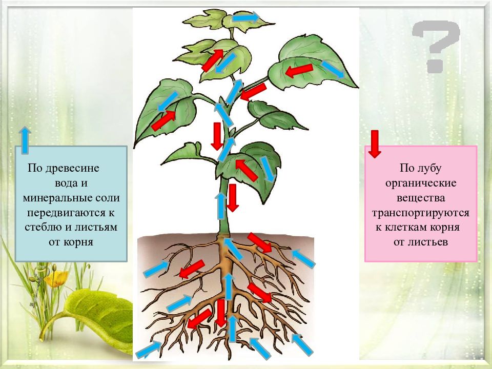 Как усилить доступ воздуха корням краткий ответ. Транспорт веществ у растений. Передвижение воды и Минеральных веществ по стеблю. Передвижение органических веществ в растении. Движение воды по растению.