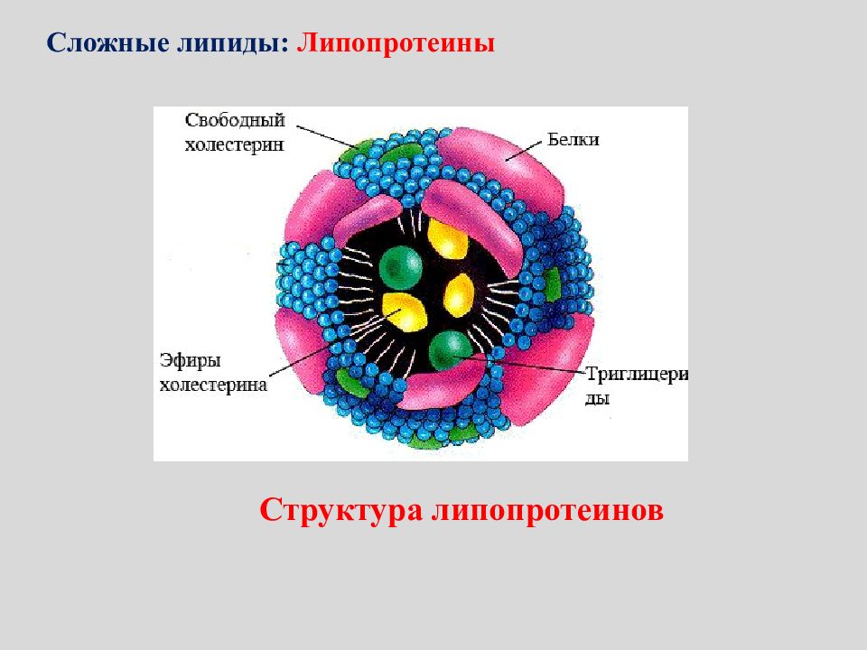 Липиды и липопротеины. Липиды рисунок строение. Строение сложных липидов. Структура сложных липидов. Строение простых липидов.