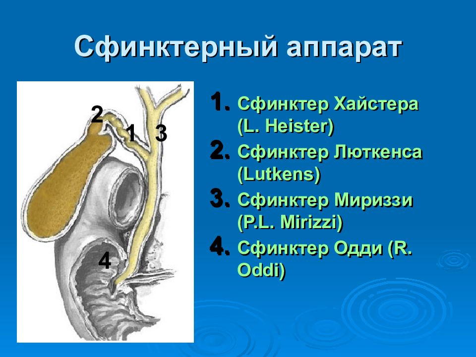 Сфинктер латынь. Желчный пузырь сфинктер Одди анатомия. Сфинктер Люткенса и Мирицци. Сфинктеры билиарной системы. Сфинктеры желчных протоков.