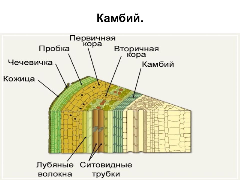 Ткань коры. Строение и функции камбия. Рисунок.. Строение камбий стебля ткань. Образовательная ткань растений камбий. Строение и функции камбия и древесины.