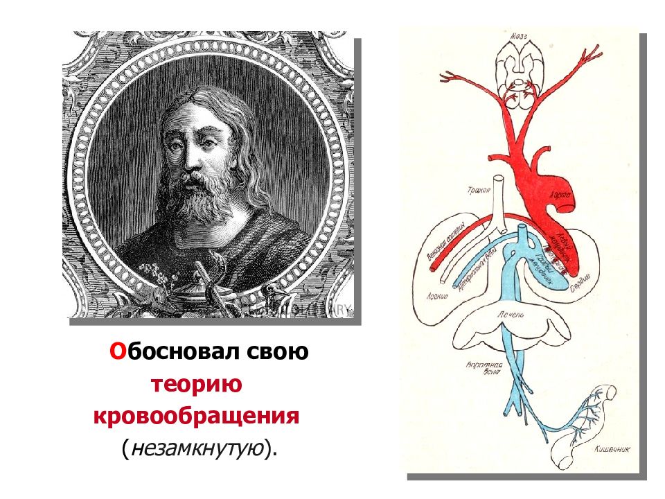 история изучения кровообращения. гарвей кровообращение. математически рассчитал и экспериментально обосновал теорию кровообращения. учение о кровообращении создали:. математически рассчитал и экспериментально обосновал теорию кровообращения.