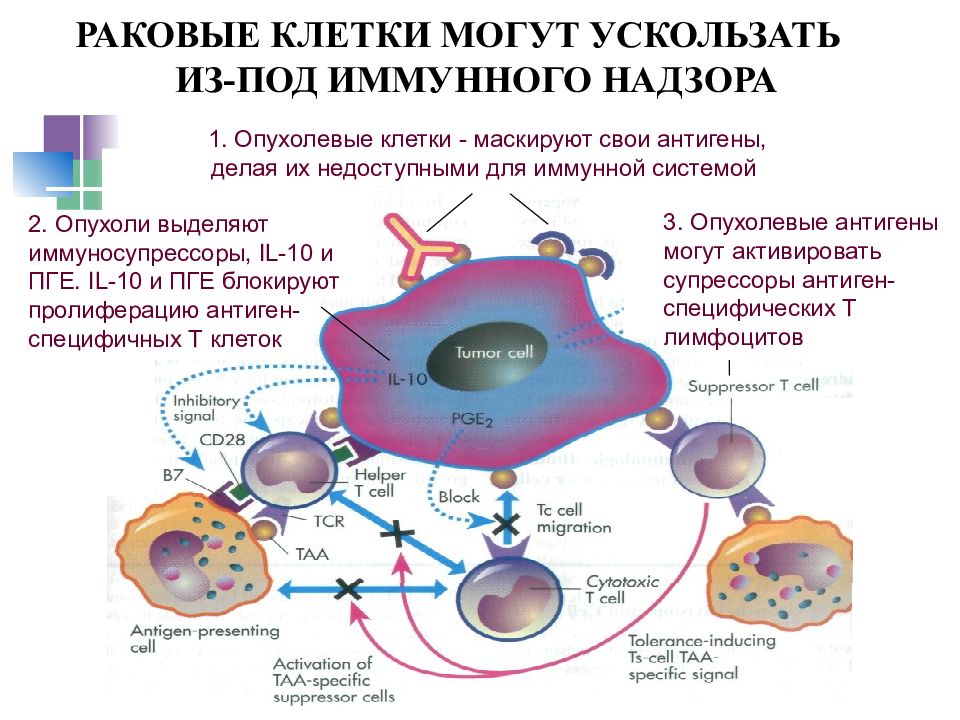 Презентация по опухолям