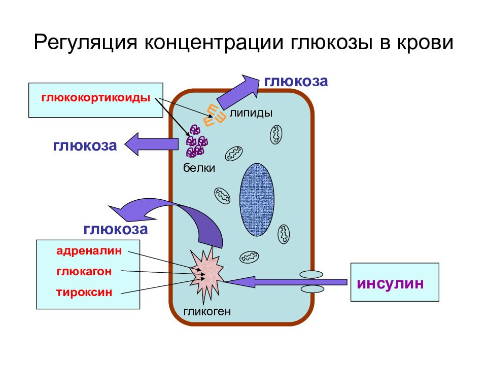 На рисунке изображена схема объясняющая механизм поддержания концентрации глюкозы