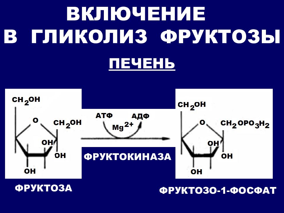 Гликолиз обмен. Фруктоза АТФ фруктозо-6-фосфат АДФ. Фруктозо 1 фосфат. Биологическая роль гликолиза. Фруктоза в фруктозо 1 фосфат.