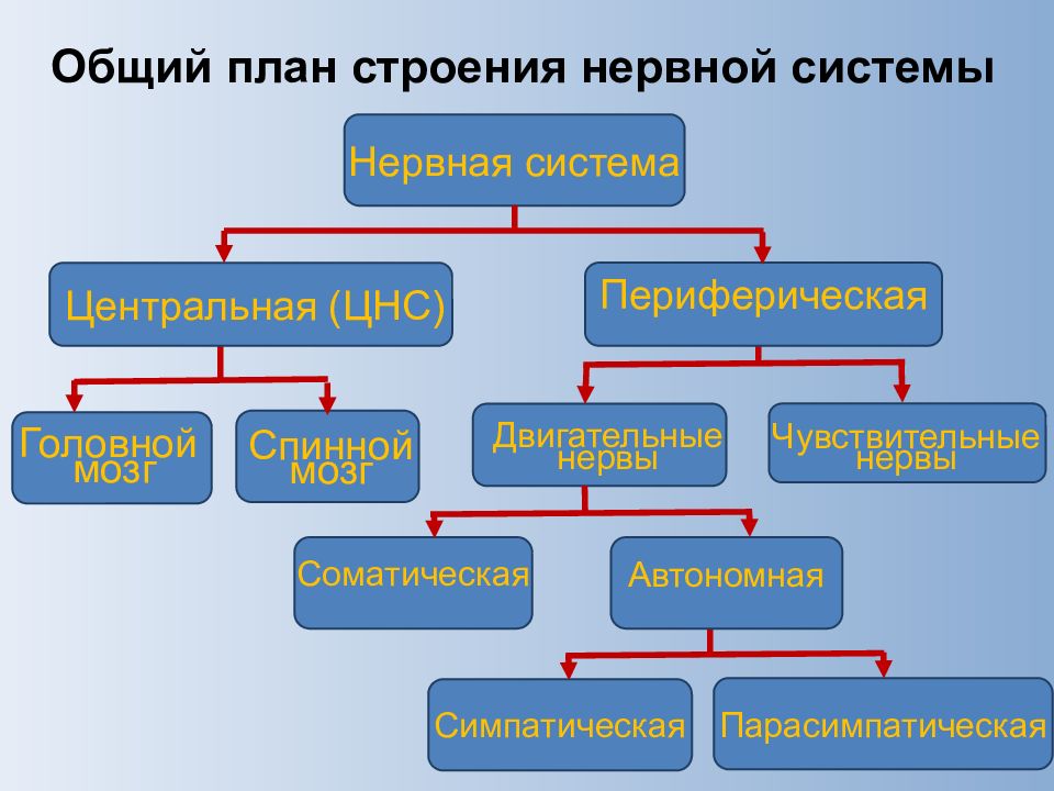 Общая характеристика нервной системы презентация