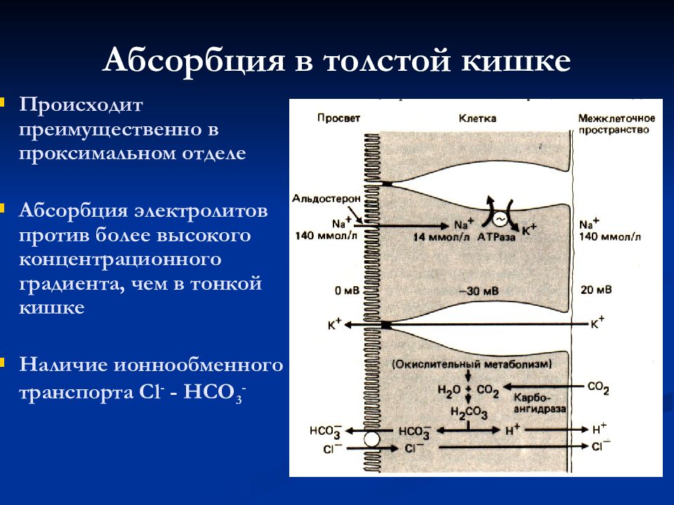 Абсорбция. Степень поглощения в абсорбции. Абсорбция это физиология. Всасывание электролитов происходит преимущественно в. Абсорбция кожи.